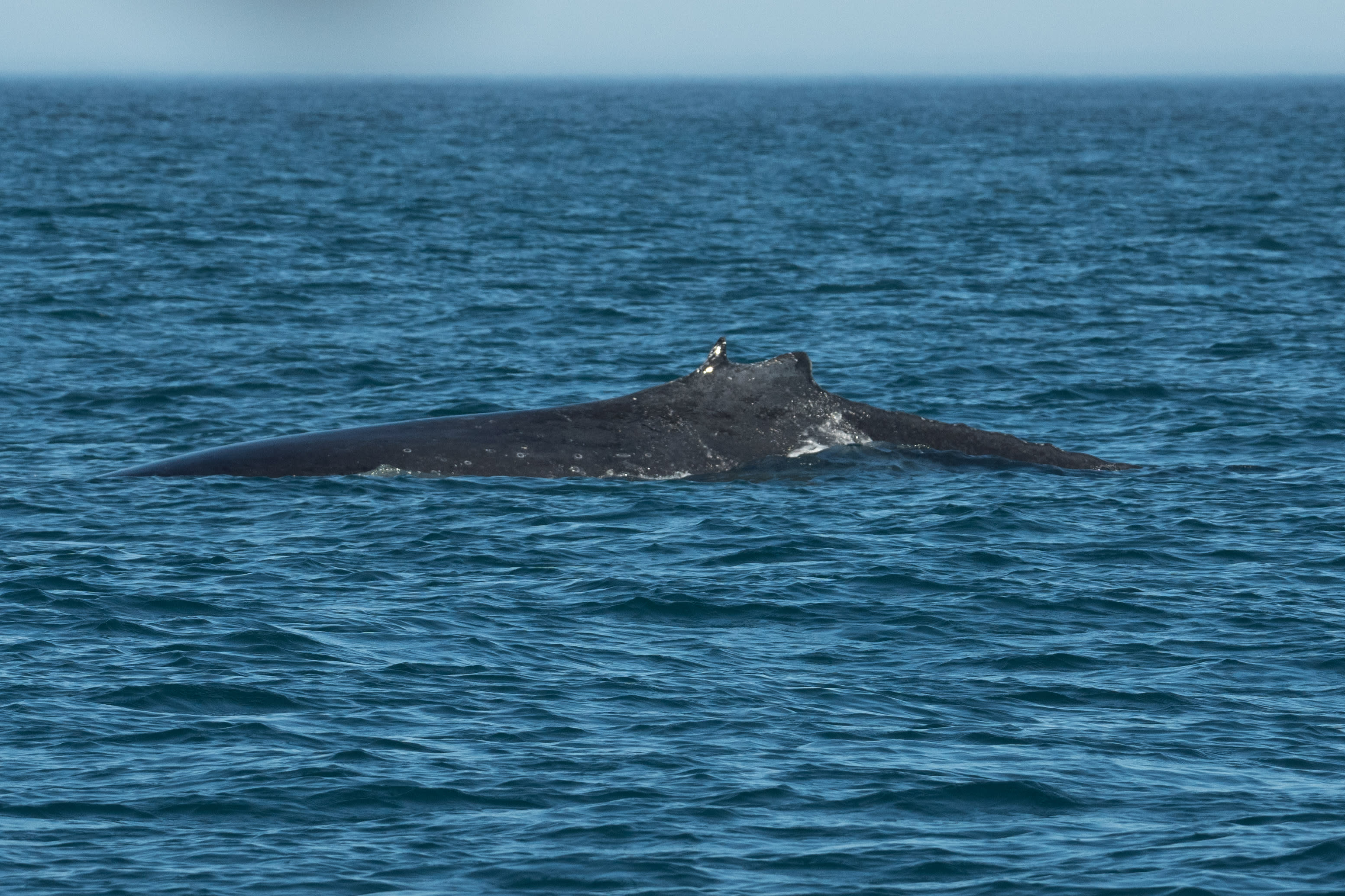 A humpback whale with a back flipper split