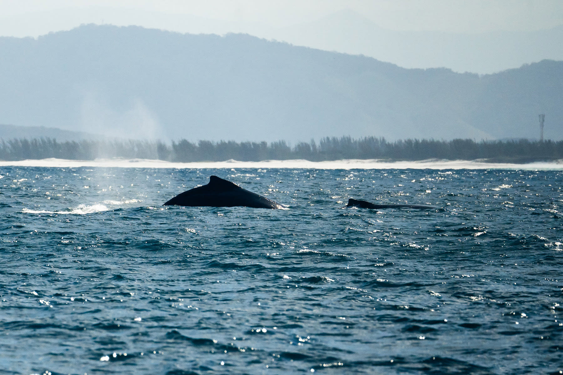 Whales seen around Arraial do Cabo