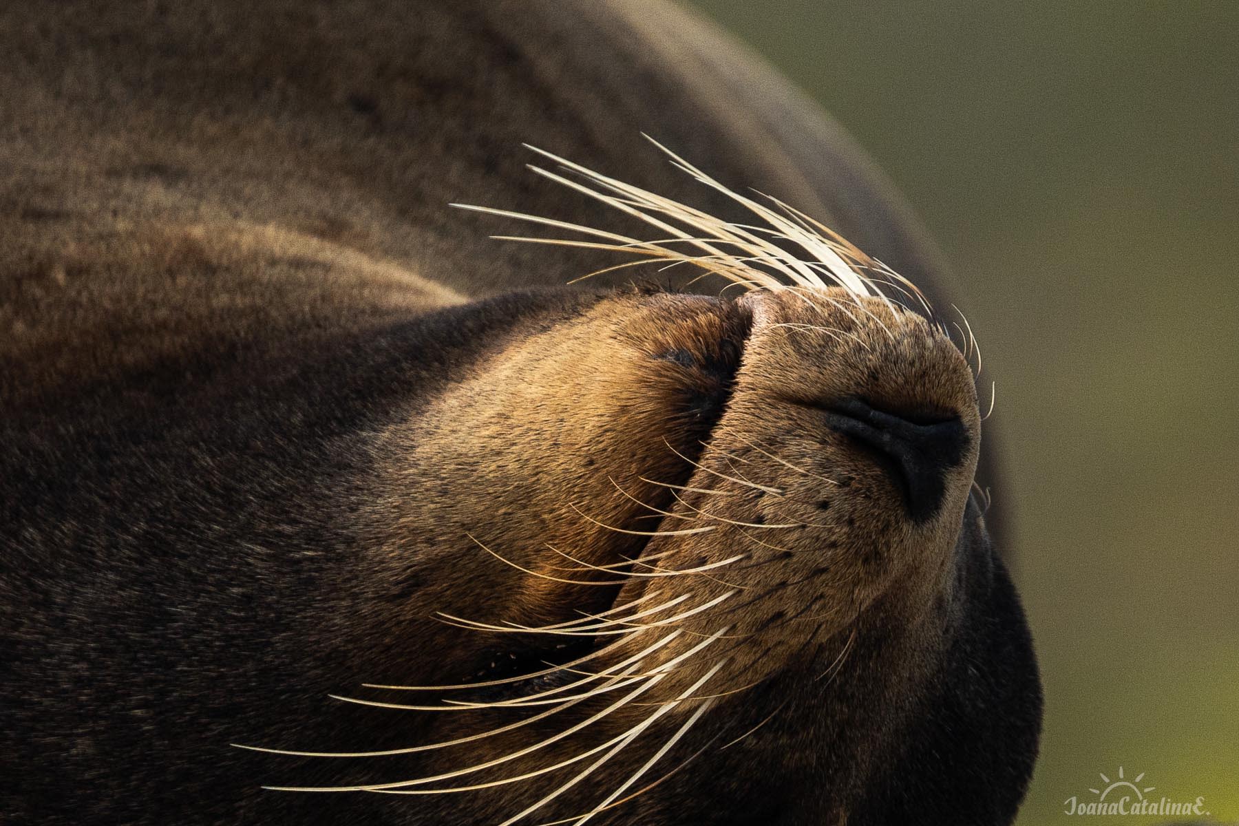 Sleepy sea lion in Galapagos