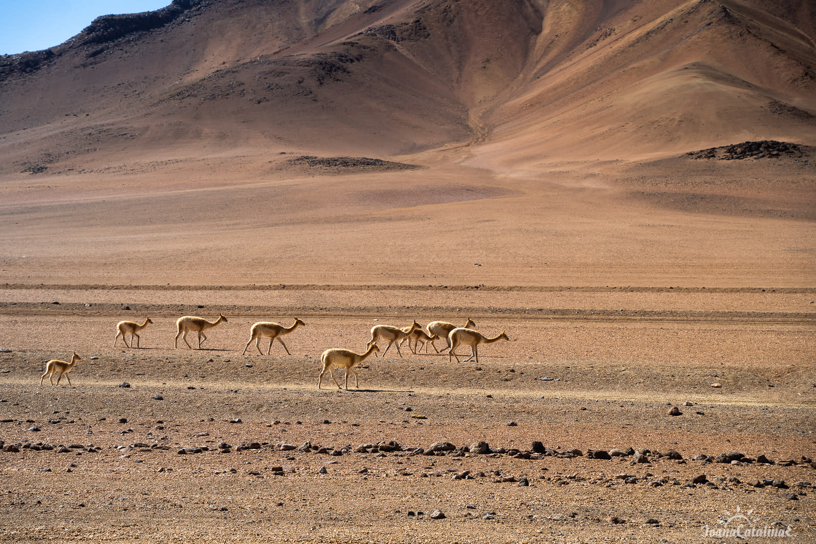 Vicunas walking in the Atacama Desert