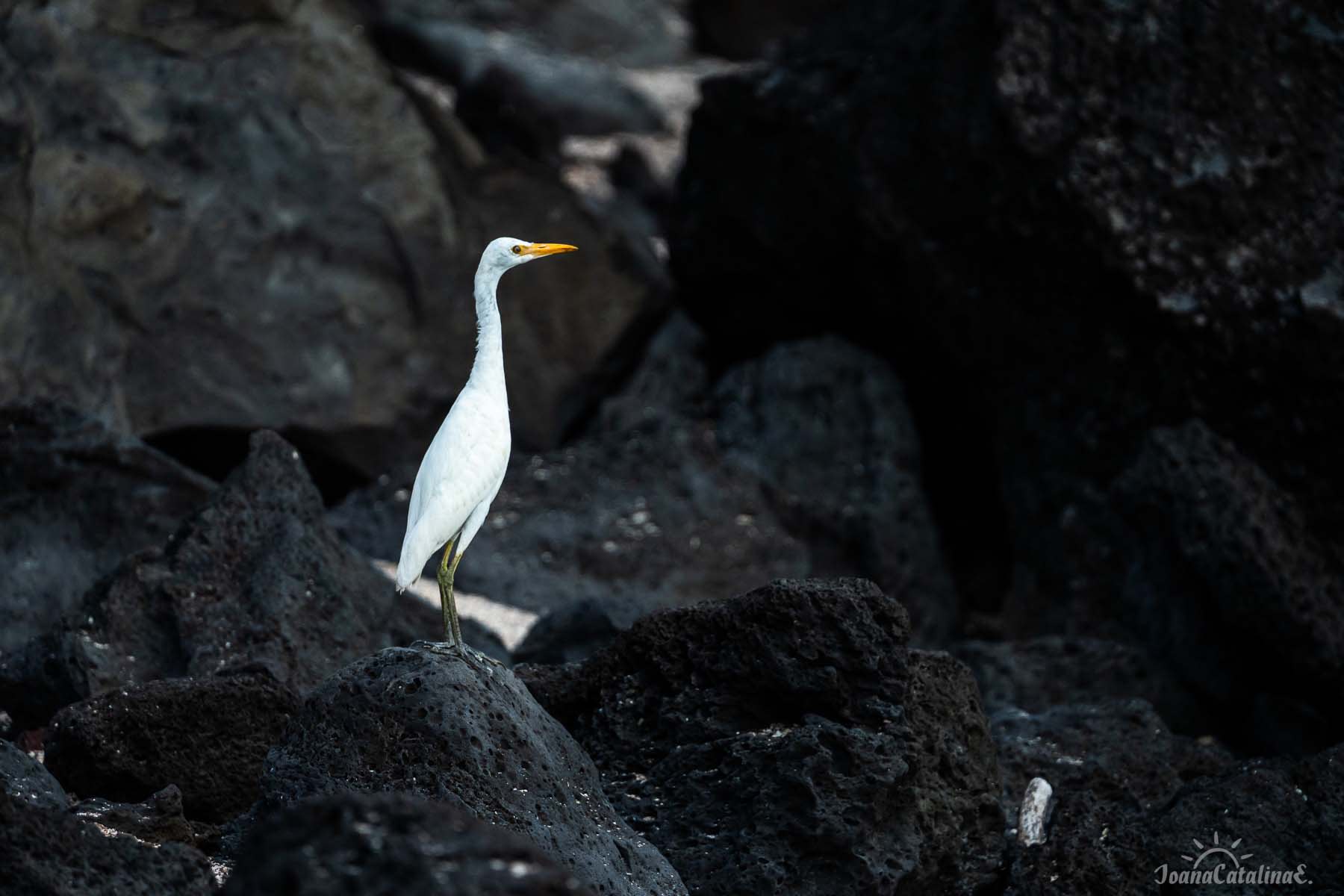 Galapagos white bird on a black rock