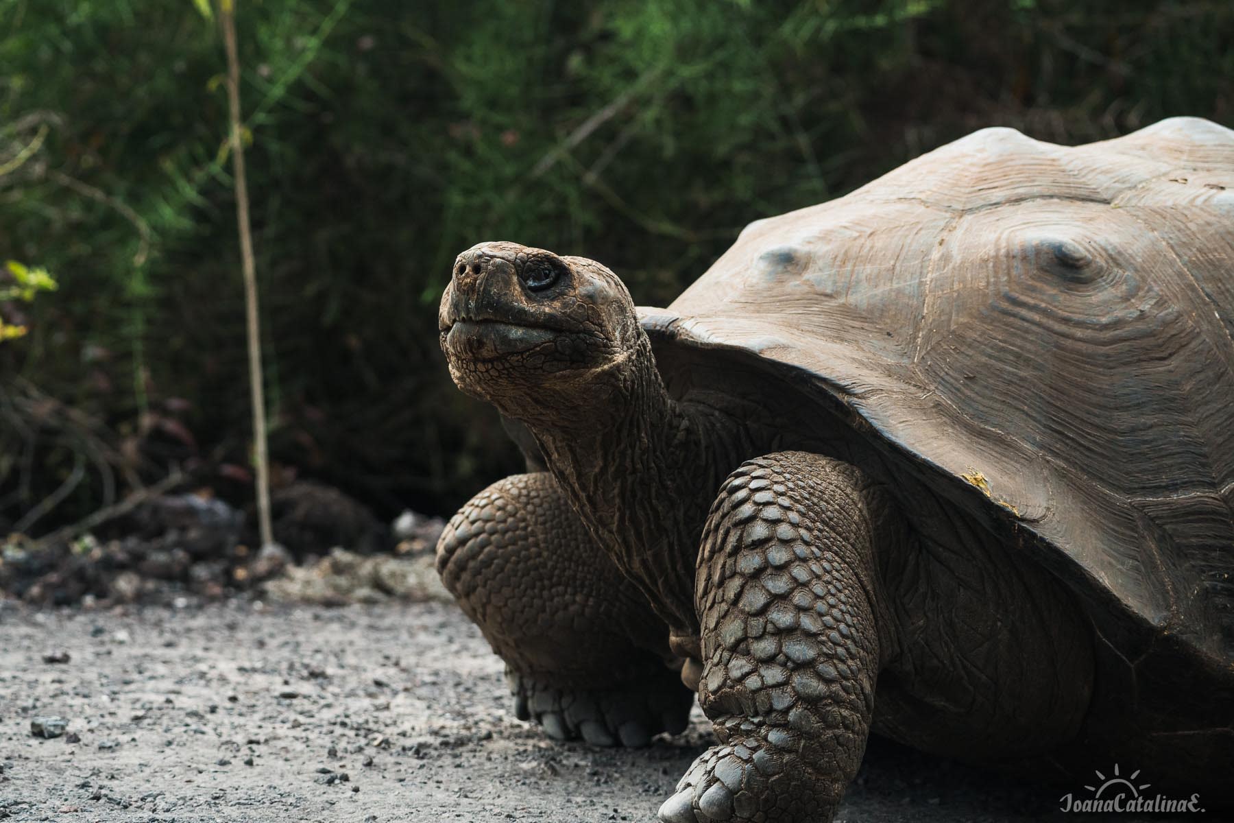 The giant tortoise of Galapagos
