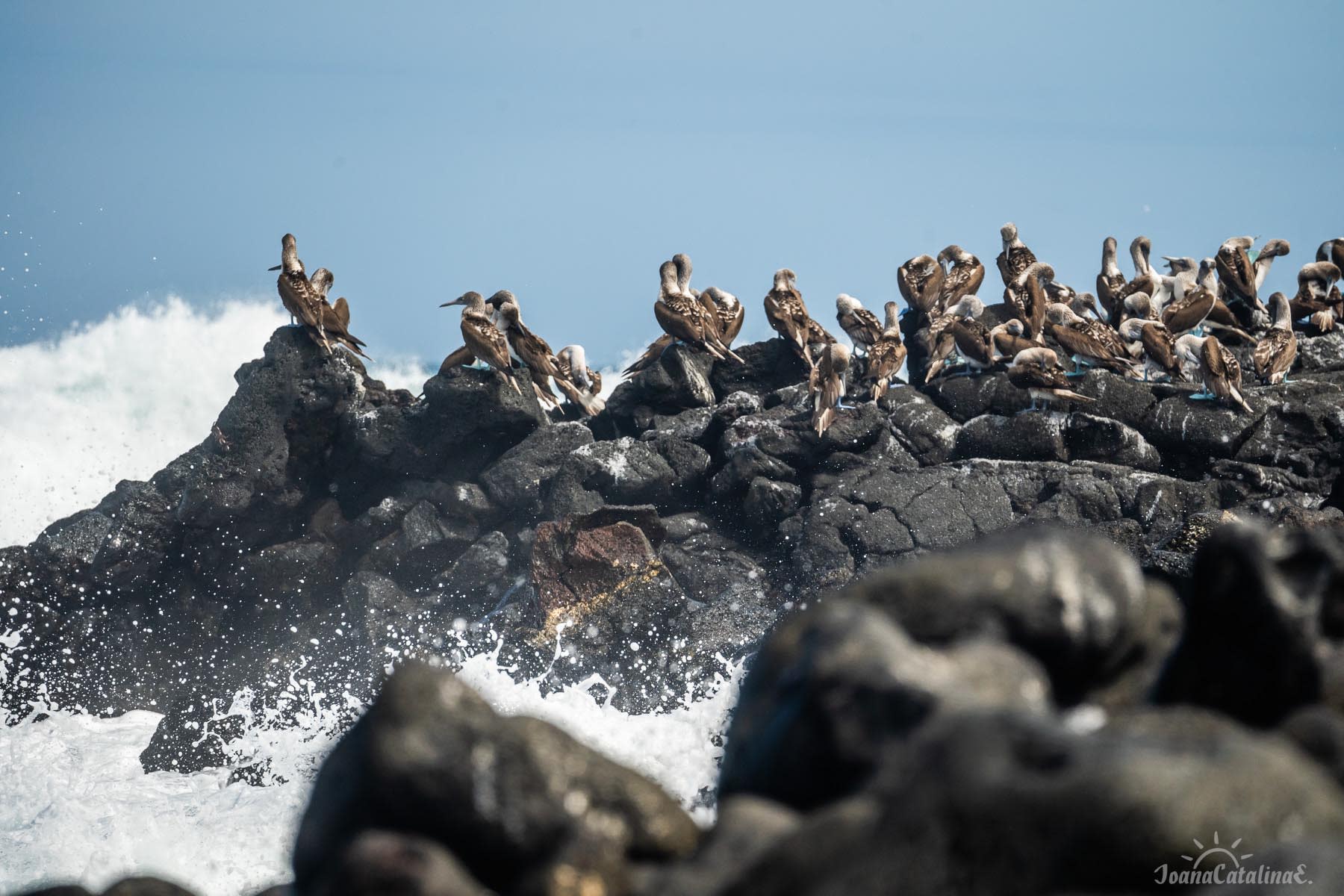 Blue-footed booby in Galapagos