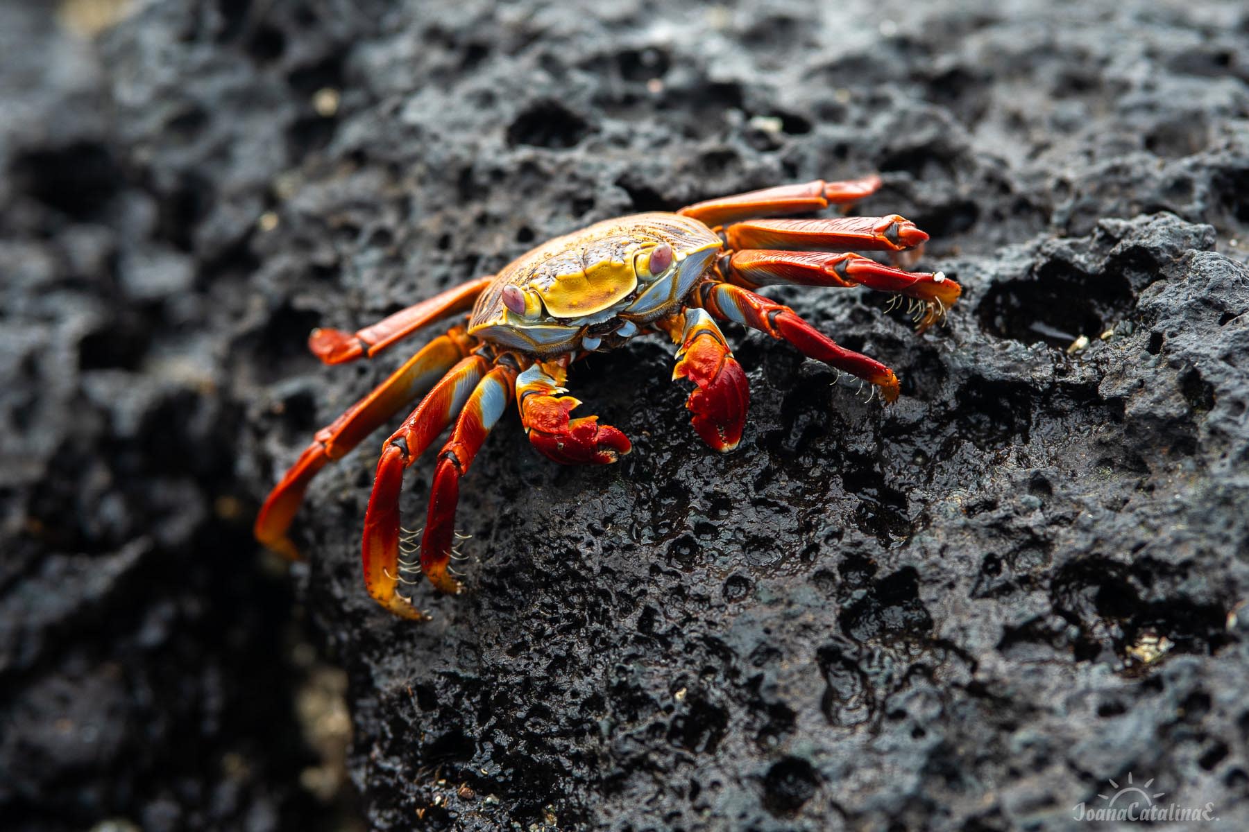 Sally Lightfoot Crabs