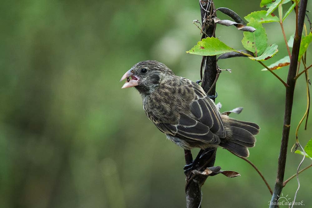 Darwin’s Finches