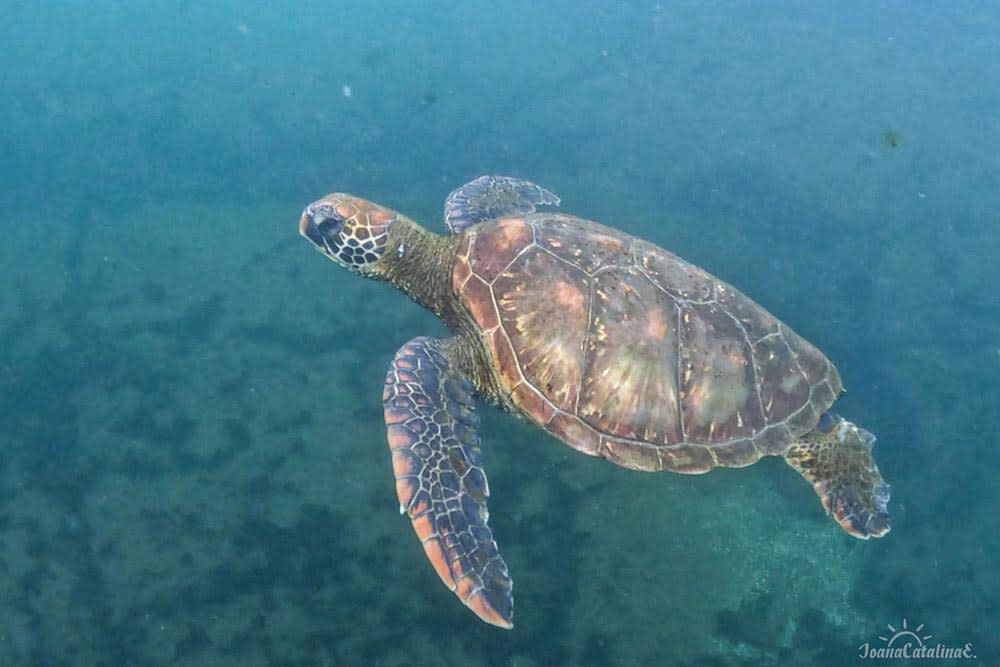 Galapagos Green Sea Turtle