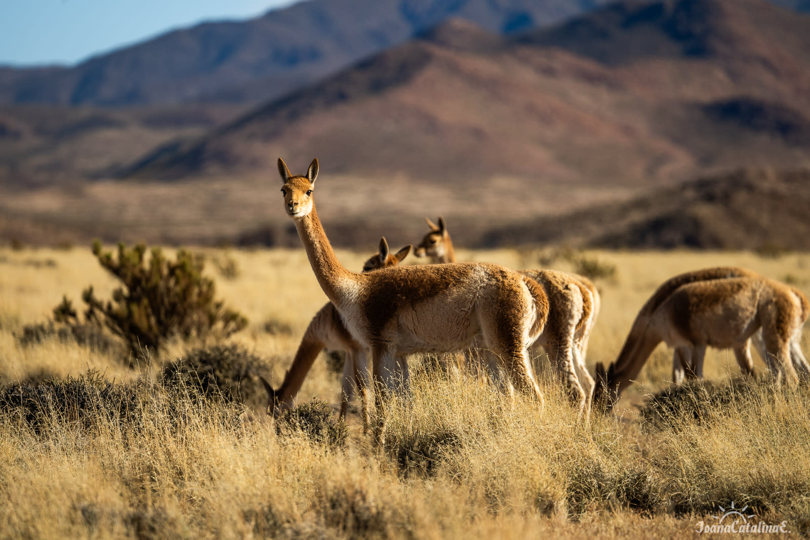 Vicunas 2