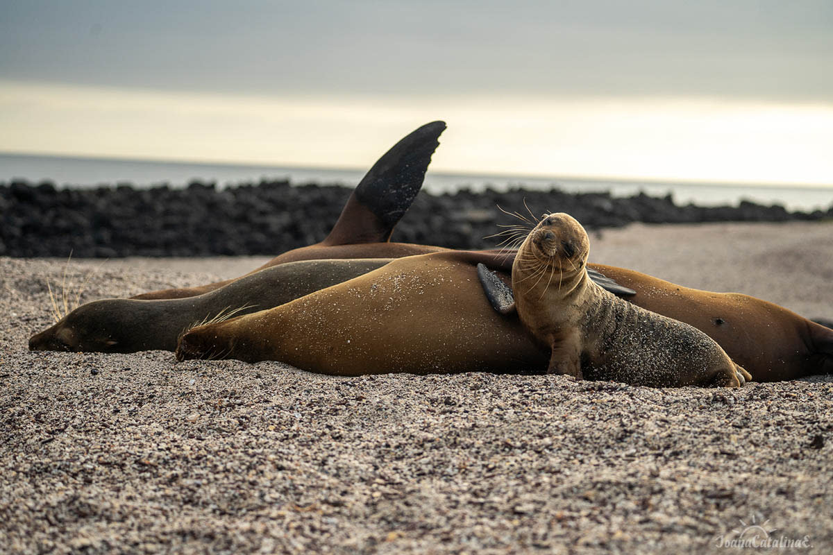 Sea lions with a baby cub on the Galapagos shores