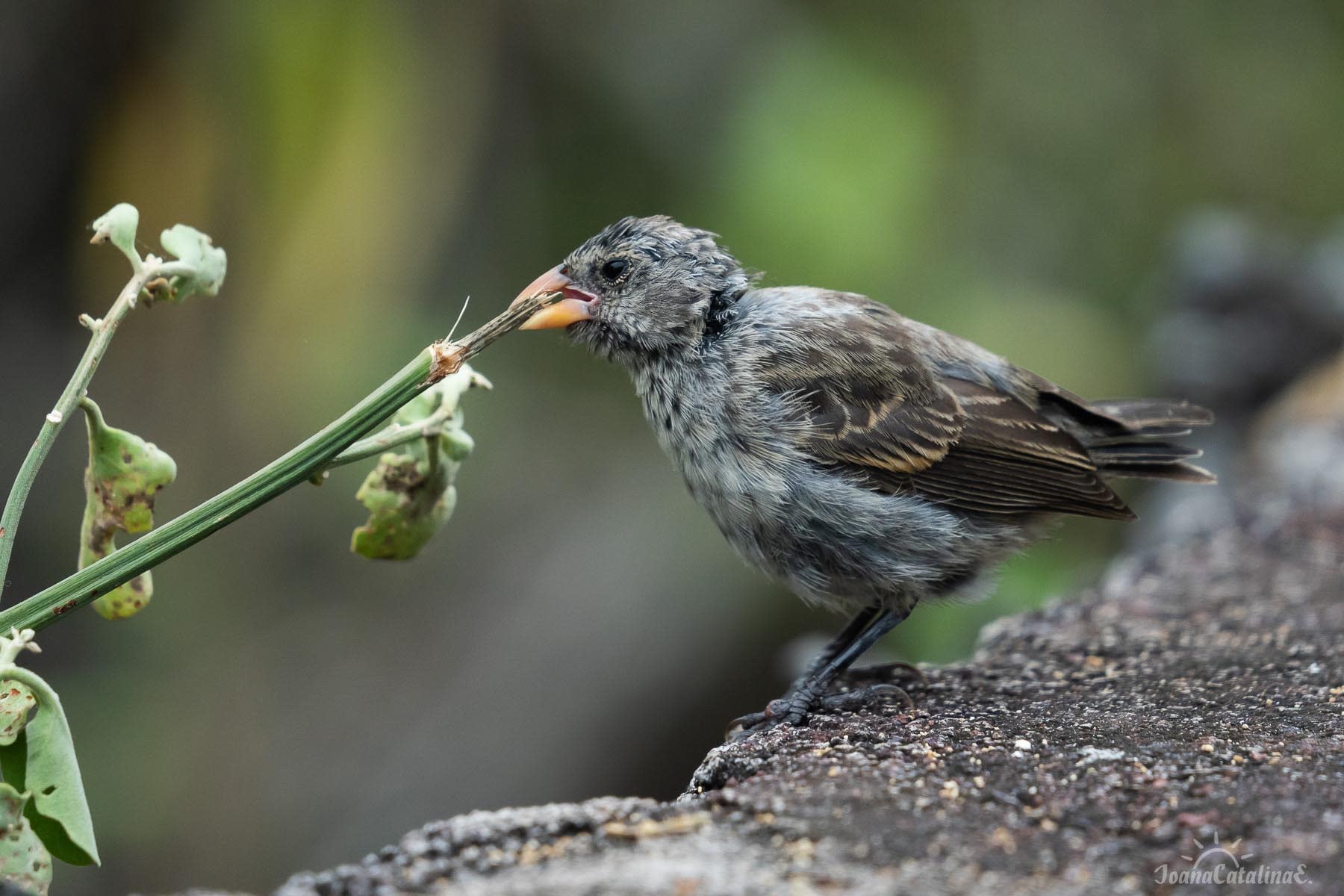 Darwin's finches