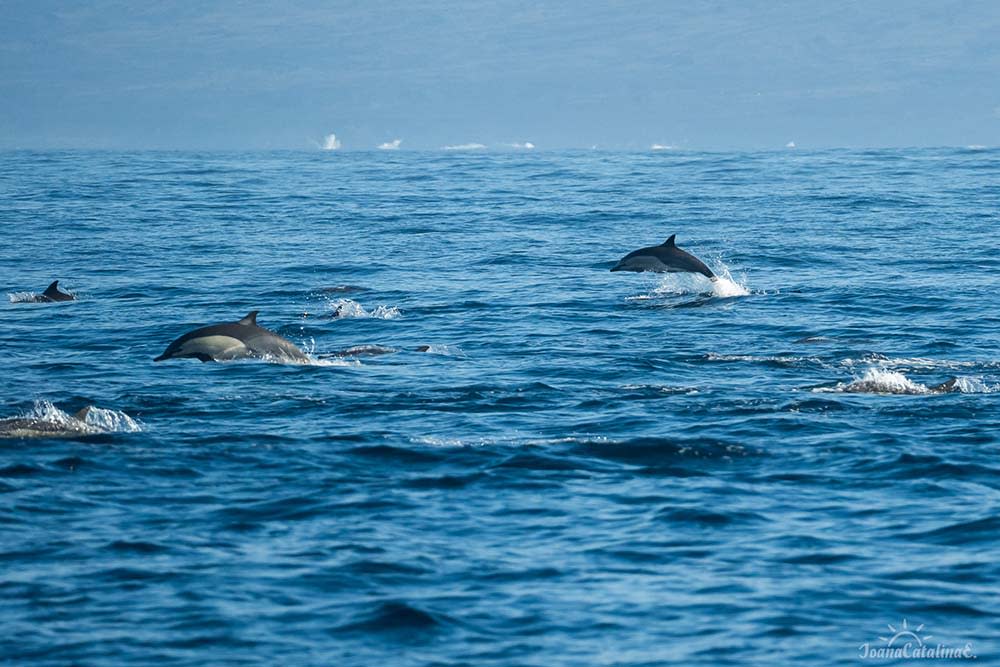 Dolphins in the Galapagos