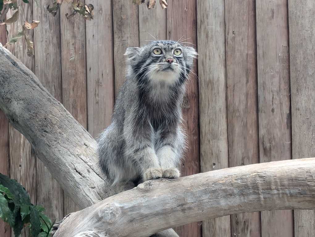 神戸 マヌルネコ