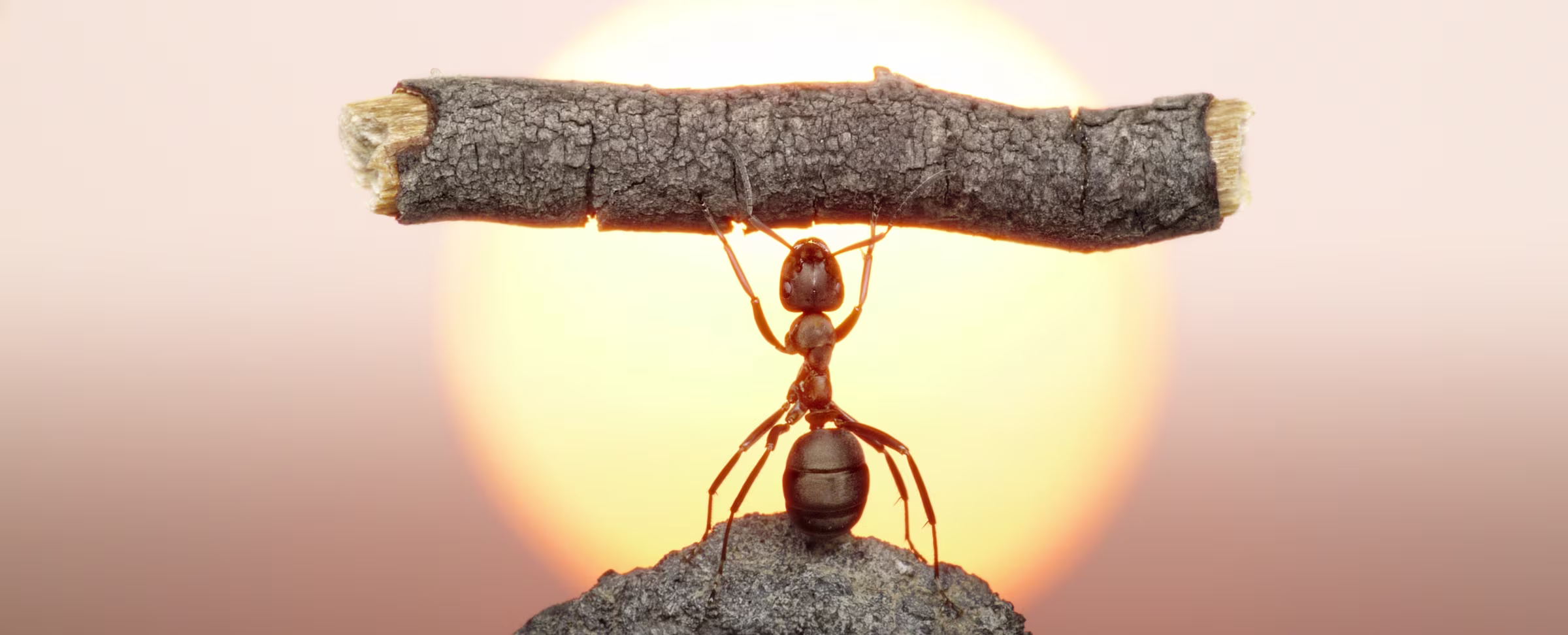 The Flip Side of Abysmal MOOC Completion Rates? Discovering the Most Tenacious Learners