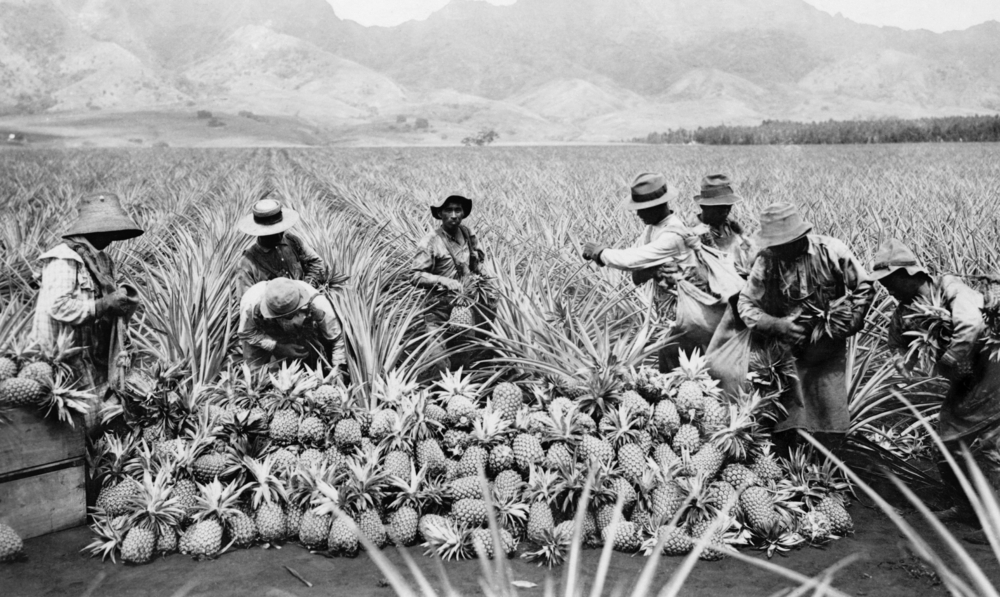 Japanese-Americans harvesting pineapples on a plantation in Hawaii ca. 1920. Everett Collection/Shutterstock