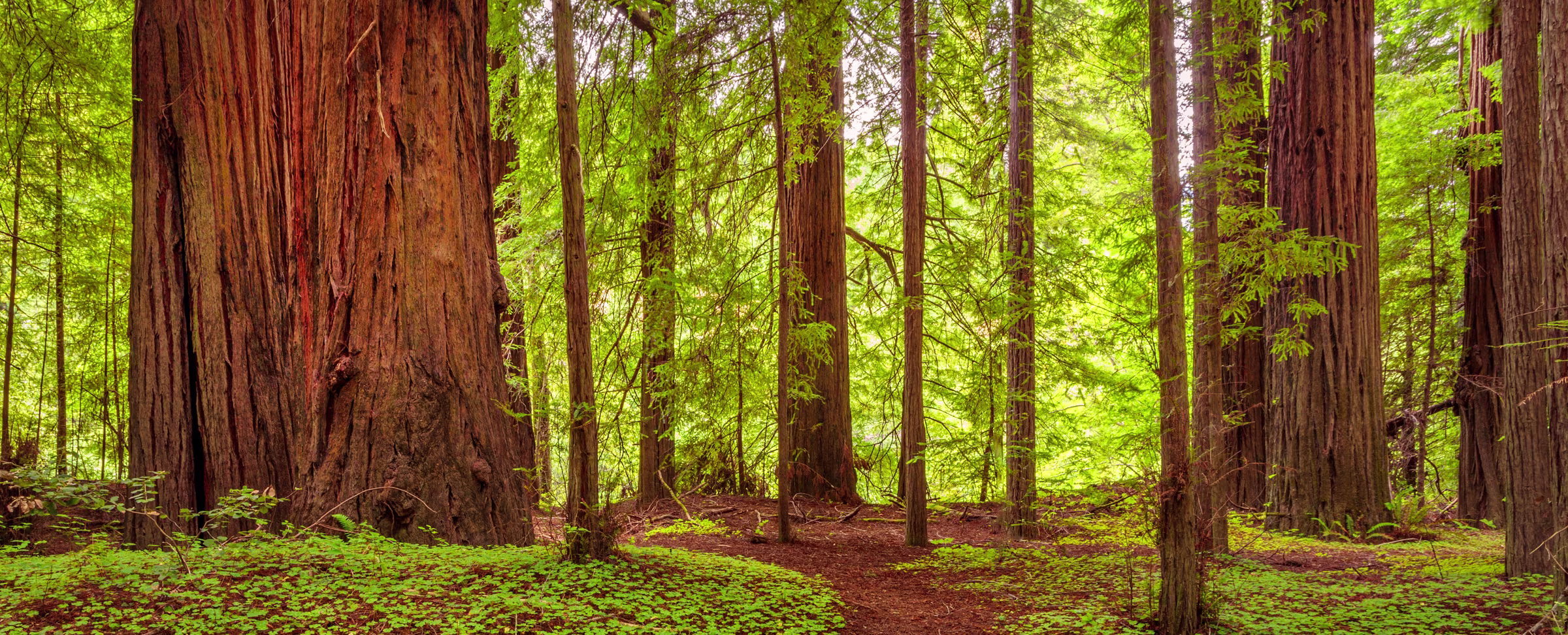 What Makes a School System Successful? Study the Redwoods