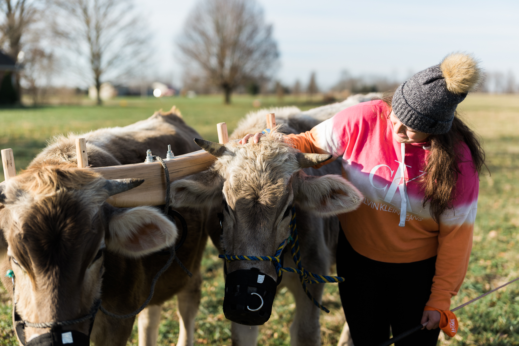 [Lizzie Camfield, a 2021 graduate of Sterling's Wendell Berry Farming Program, practices draft animal power systems with North and Star, a young oxen team. Photo by Abigail Bobo.]