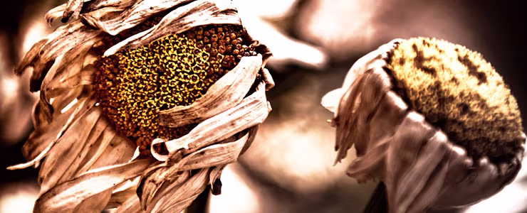 Where inBloom Wilted