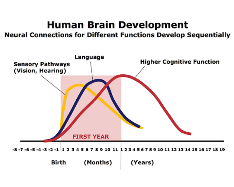 Neural connections formed during the first months and years of life; Source: C.A. Nelson (2000); Credit: Center on the Developing Child .