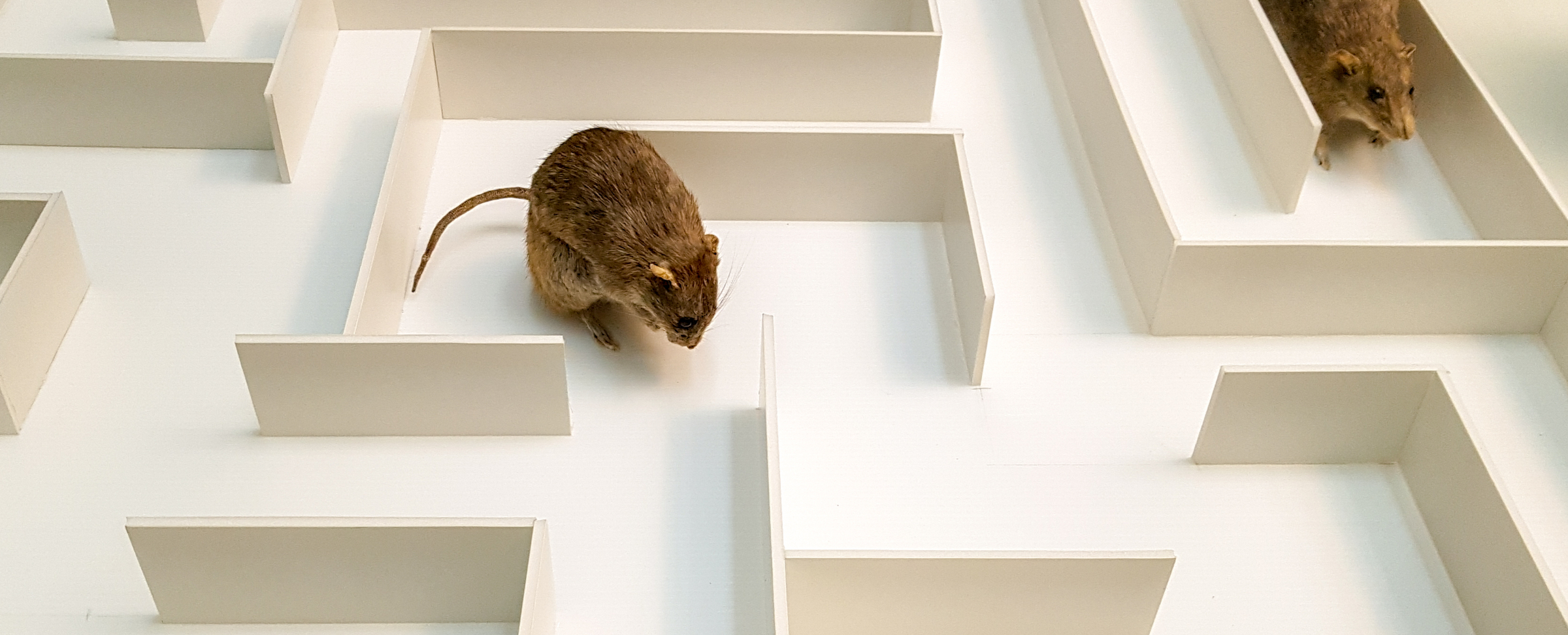 rat_in_maze-1592364249.jpg