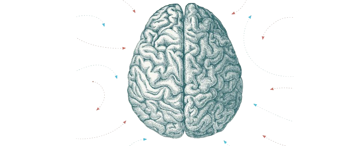 howhumanslearn-1549401484.png