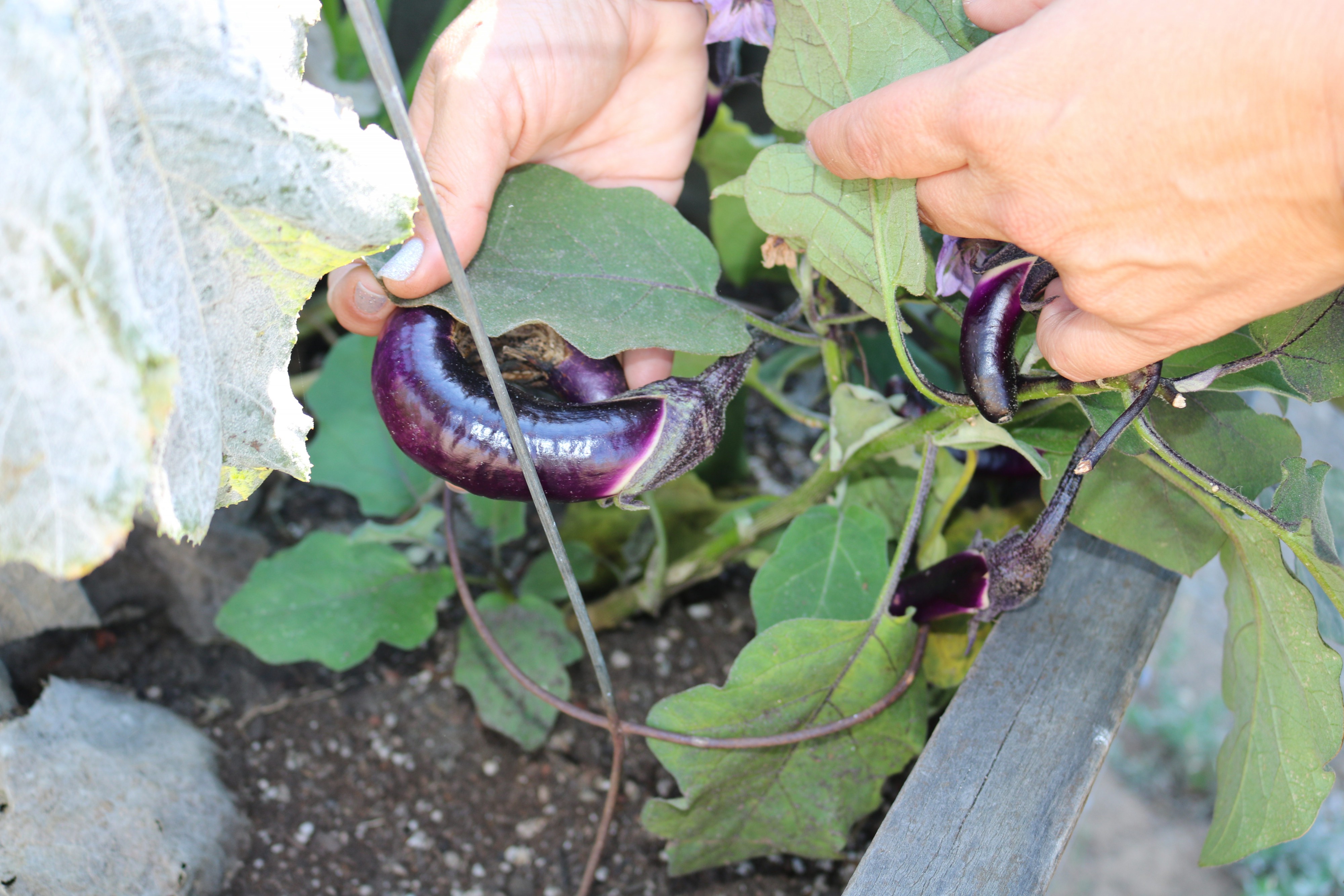 Teacher Serena Maniscalco holds an eggplant in the garden. Photo Credit: Tina Nazerian