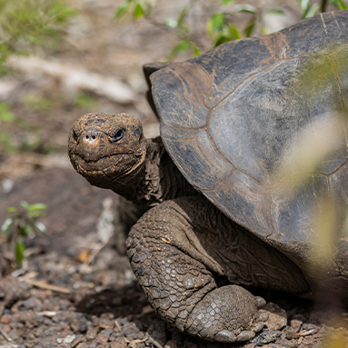 Giant Tortoise 