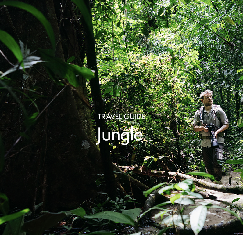 Jungle Travel Guide