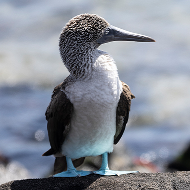 Blue-Footed Booby