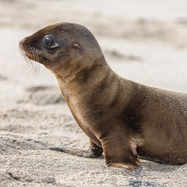 Fur Seal