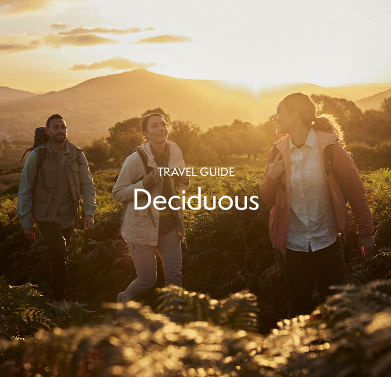 Deciduous Forest Holiday
