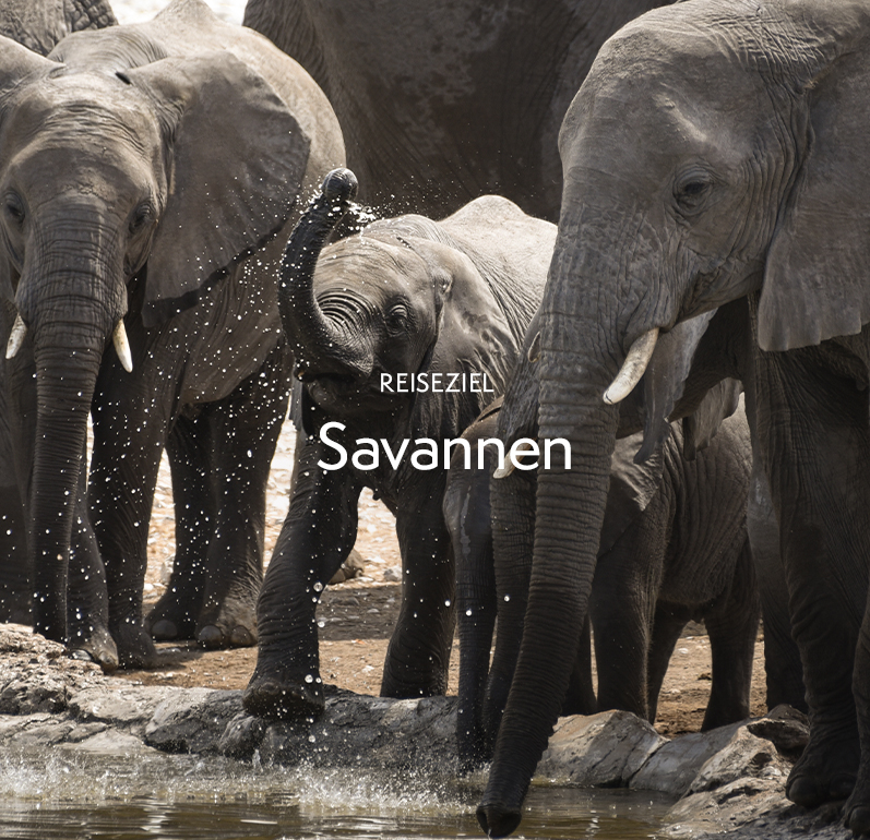 Reiseziel: Savannen