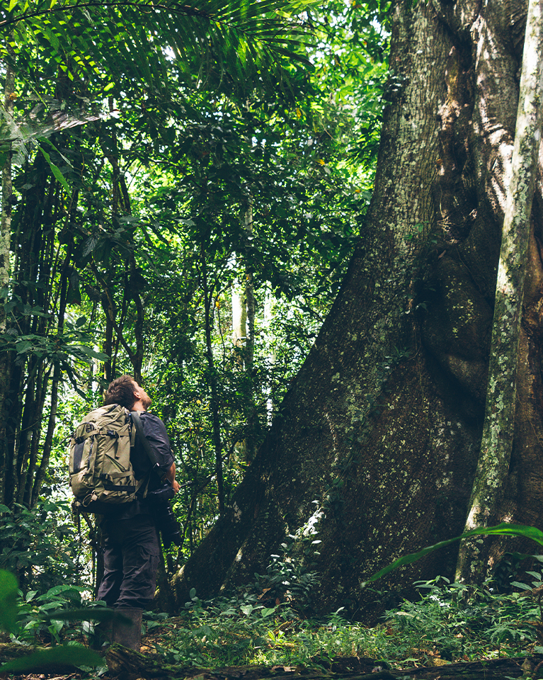 Jungle Weather Conditions