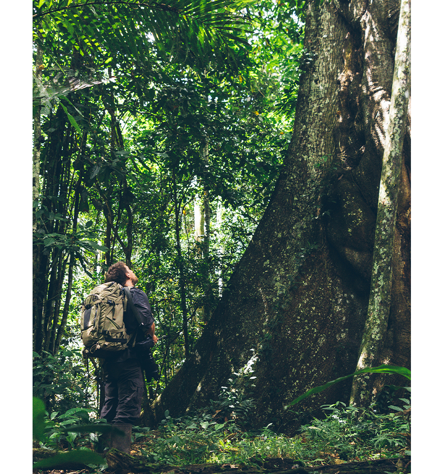 Jungle Weather Conditions