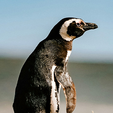 Galapagos Penguin