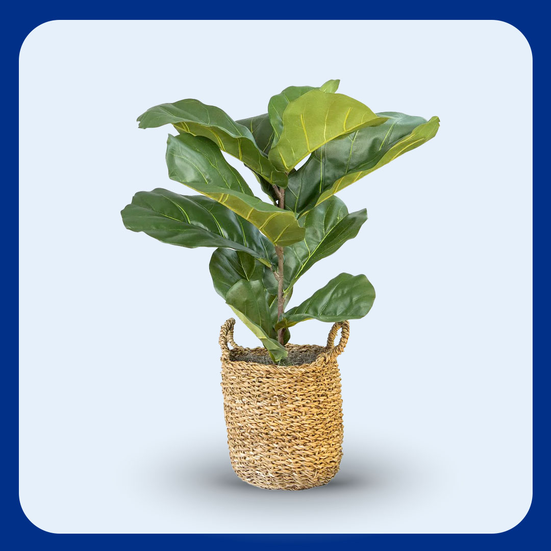 Faux Fiddle Leaf Fig in a basket 