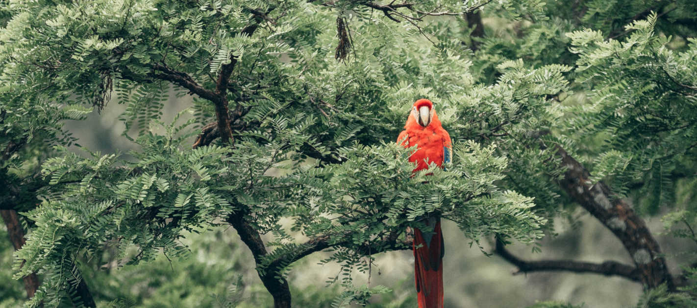 A green leaf tree with a parrot in it.