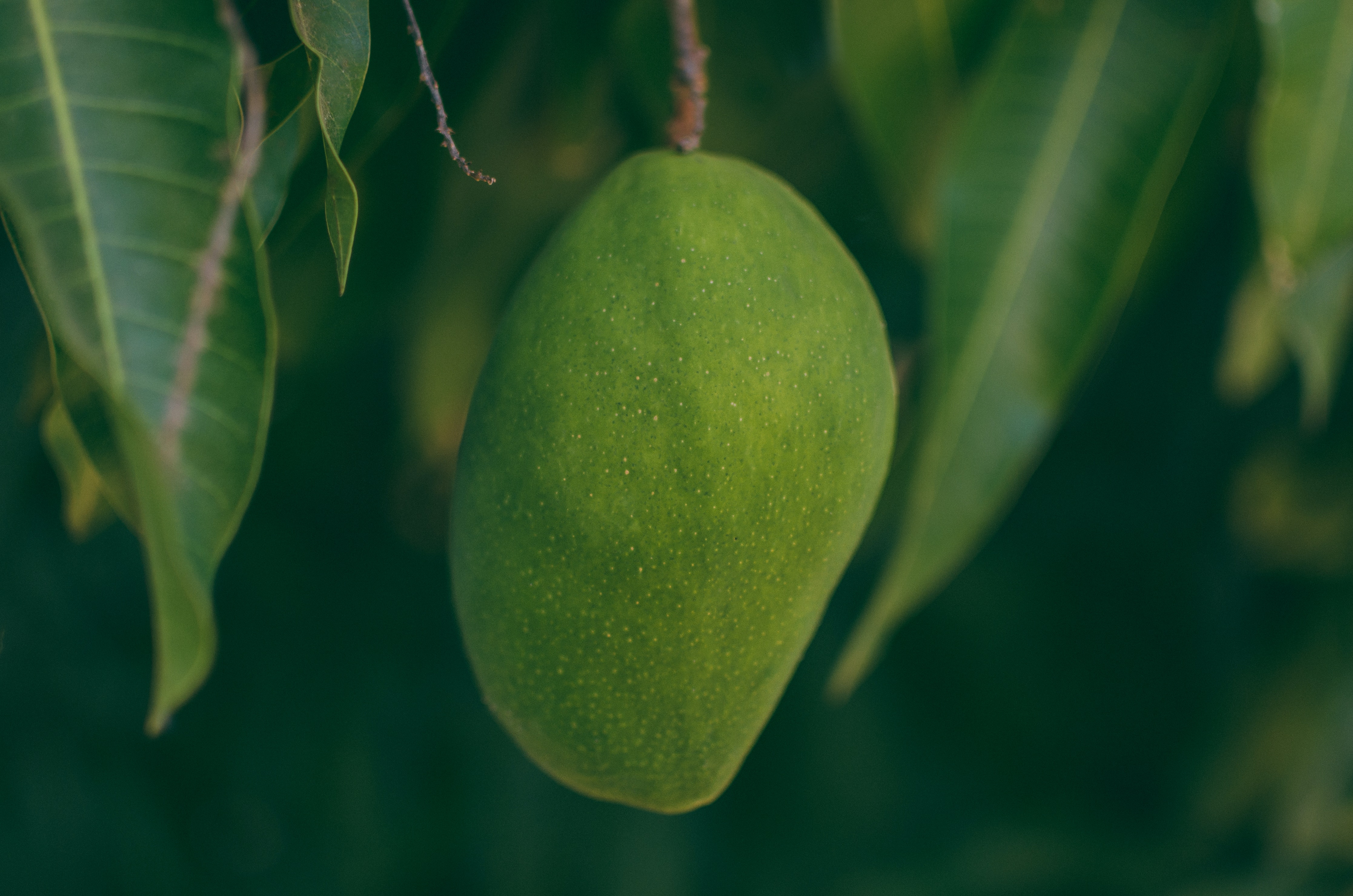 Miel de mango verde