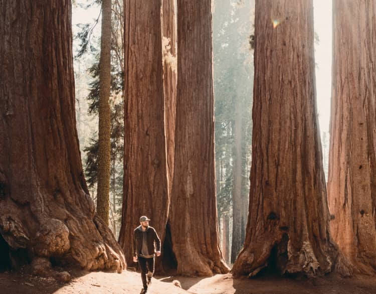 Redwood hero image