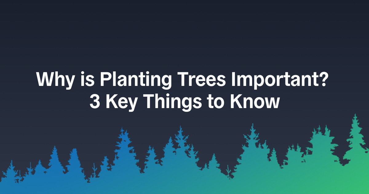 Why is Planting Trees Important? 3 Key Things to Know
