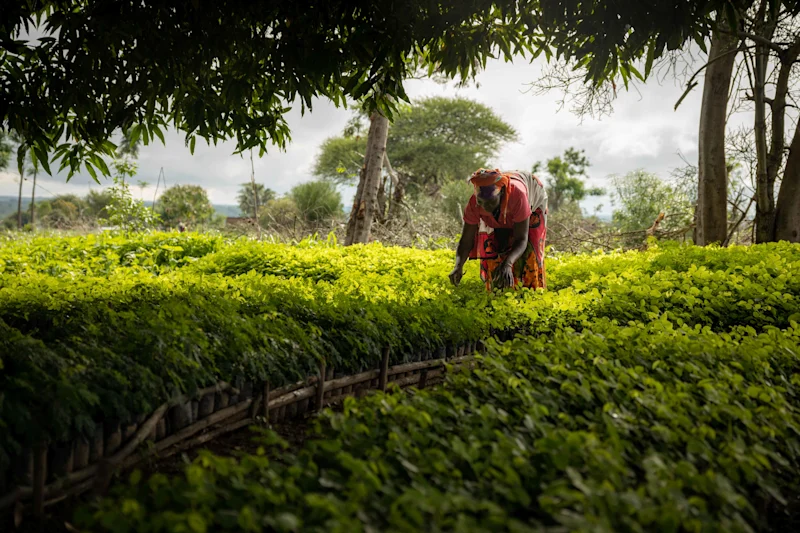 Mangrove planting, Tanzania coast