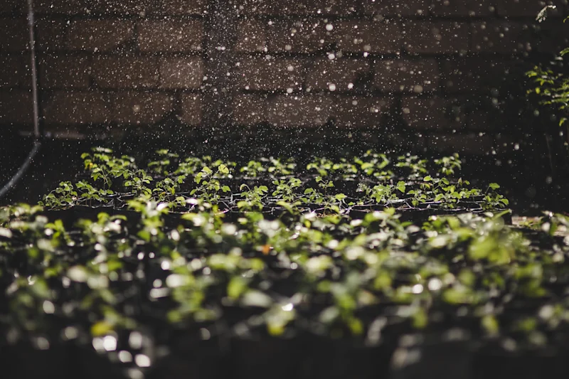 Agroforestry project, Haiti