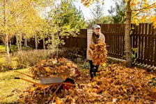Eine Frau steht im Garten mit einer Schubkarre voller Blätter.