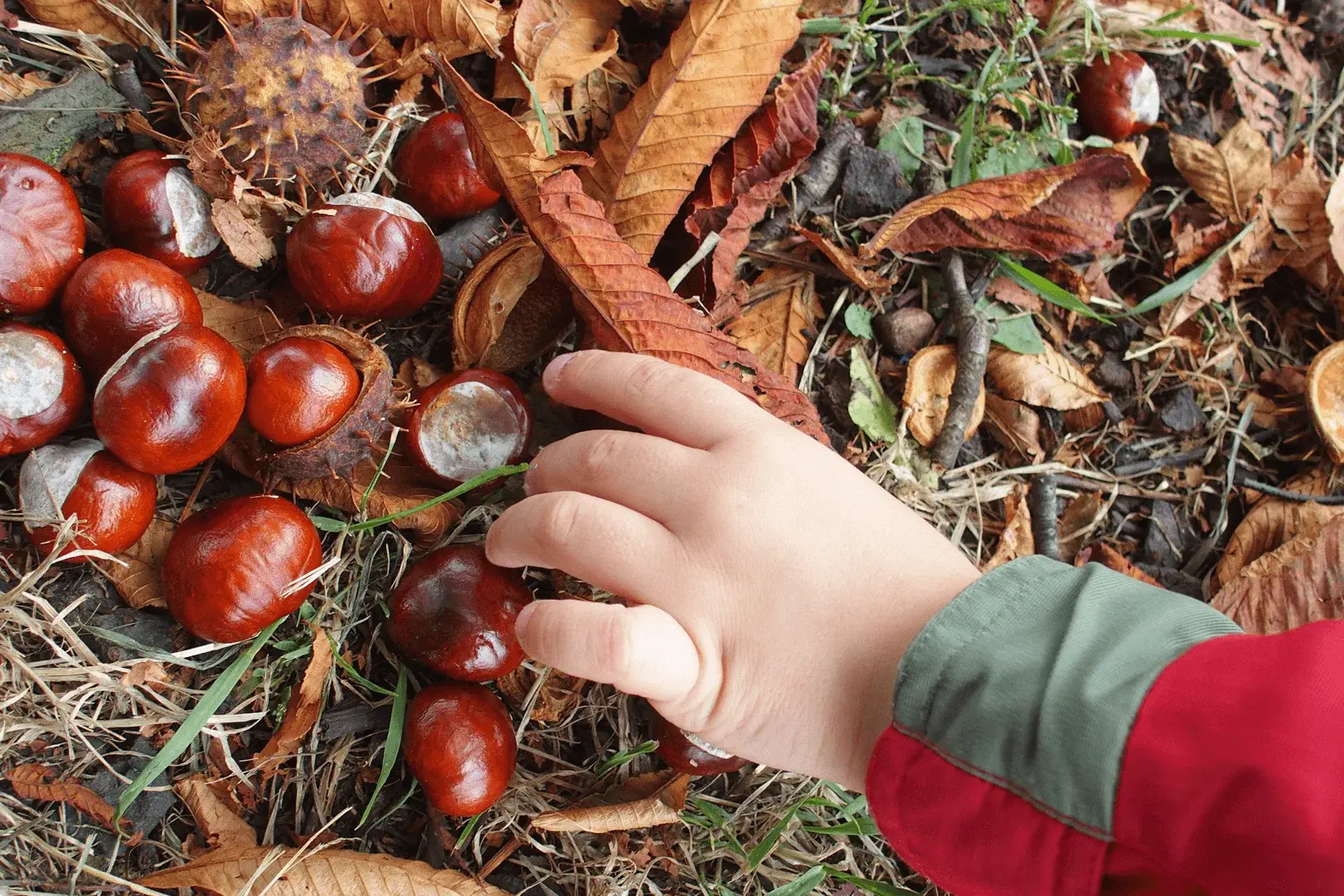 Foto: ein Kind sammelt viele Kastanien