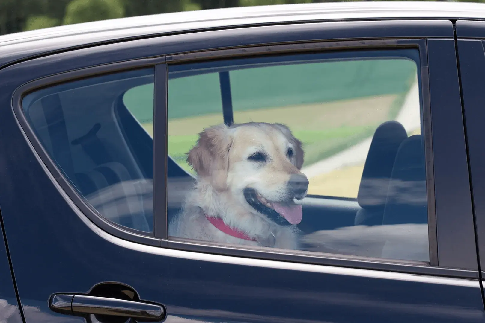 Foto: Ein Hund sitzt bei Hitze im Auto