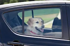 Foto: Ein Hund sitzt bei Hitze im Auto