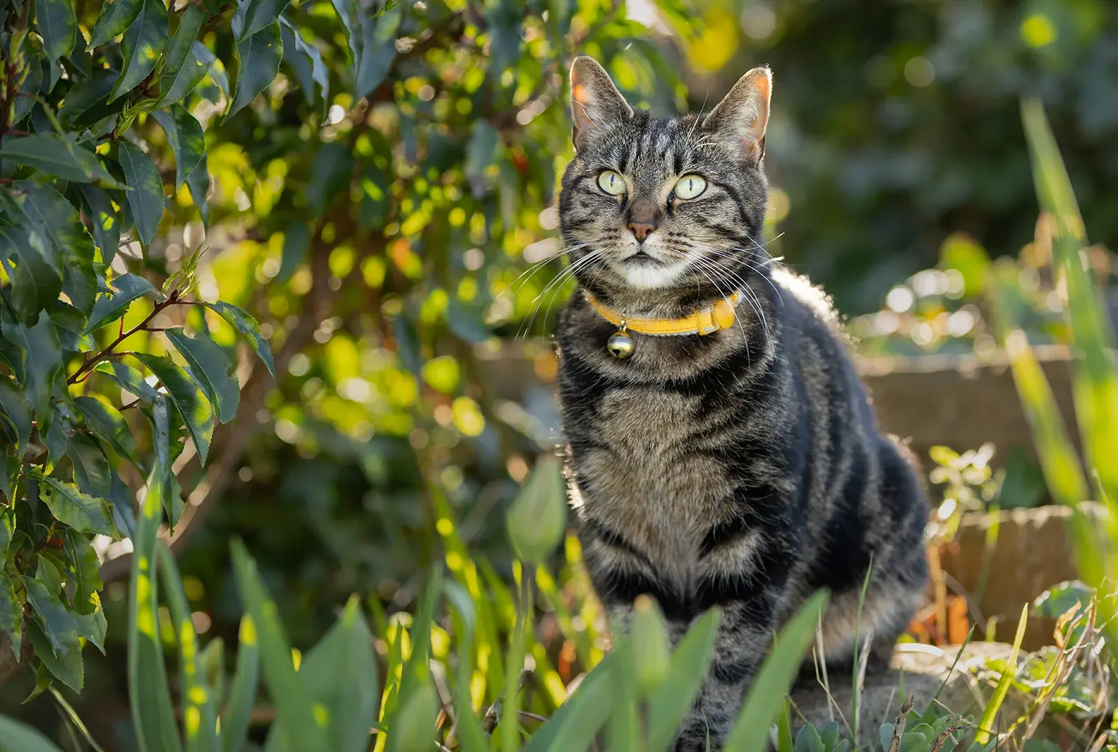 Foto: Allergisch gegen Nachbars Katze