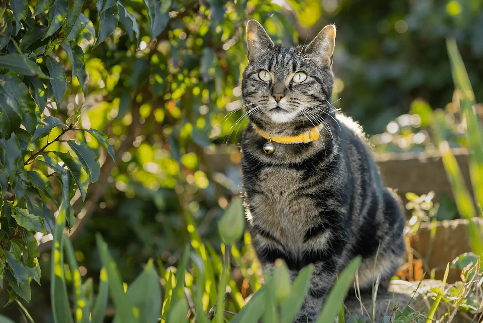 Foto: Allergisch gegen Nachbars Katze