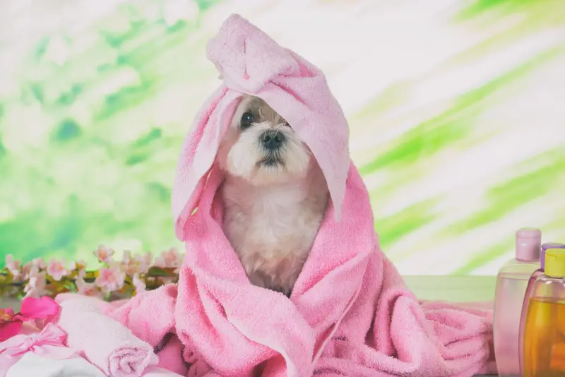 Ein Hund in einem rosa Handtuch sitzt auf einem Tisch und sieht neugierig in die Kamera.