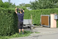 Ein Mann schneidet eine Hecke mit einer elektrischen Säge. Ab März bis September gibt es ein Schnittverbot. 