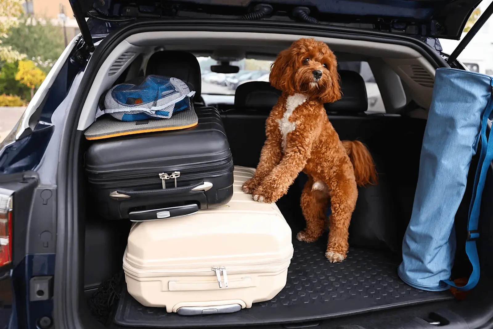 Foto: Ein Hund sitzt zwischen Reisekoffern im Kofferaum eines Autos. 