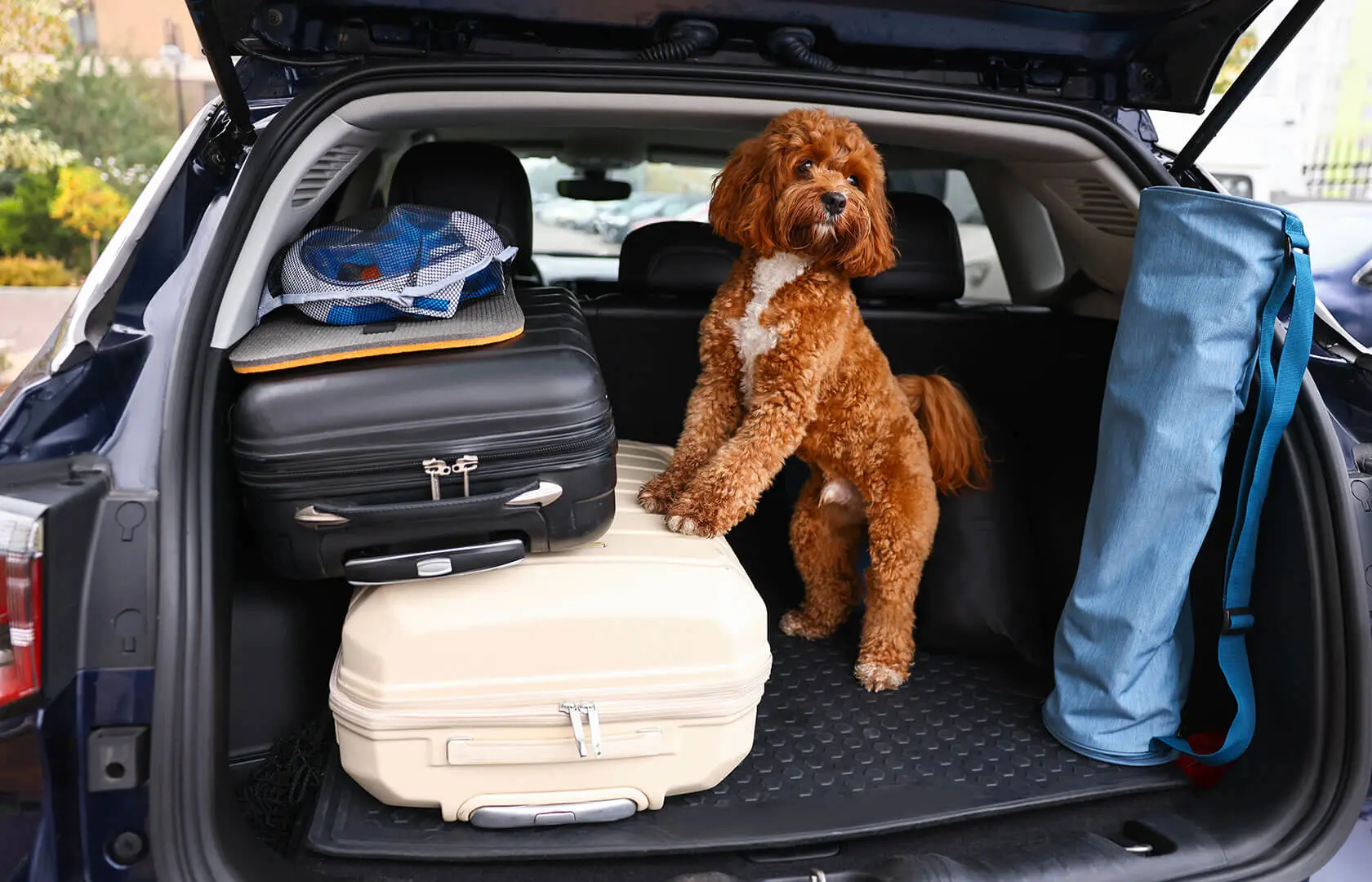 Ein Hund sitzt zwischen Reisekoffern im Kofferaum eines Autos.